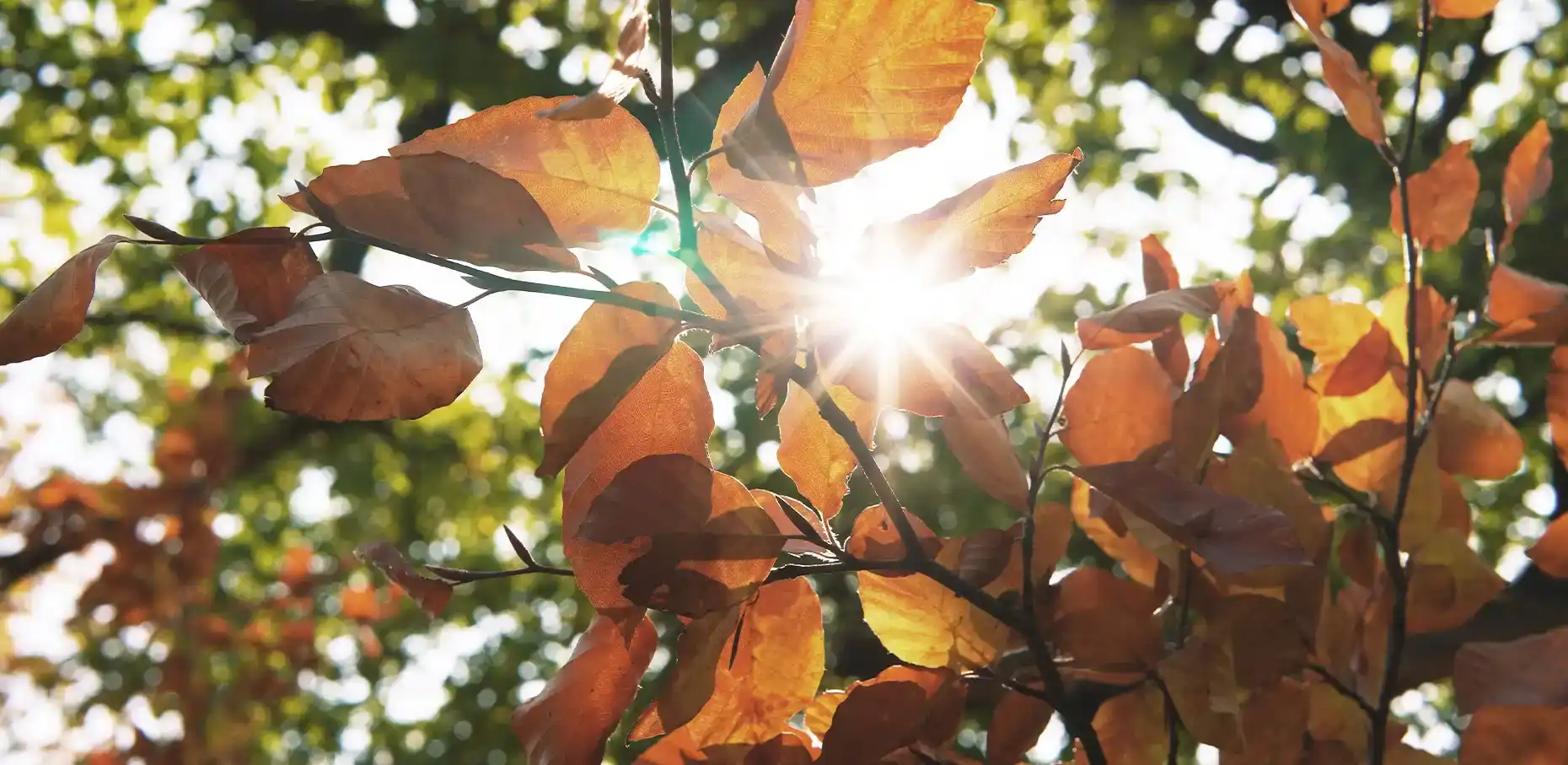 Baumbestattung in Burscheid mit Kuhler & Kaufmann